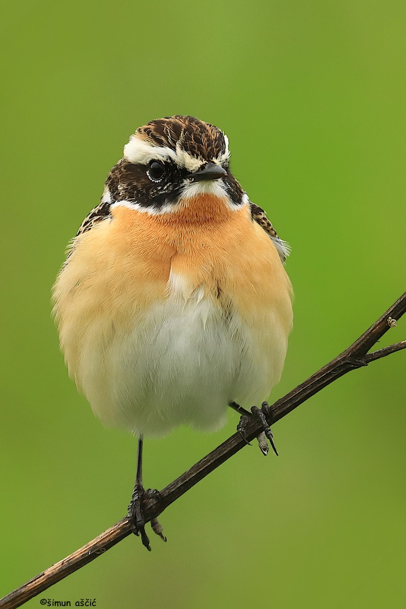 Whinchat - ML617961856
