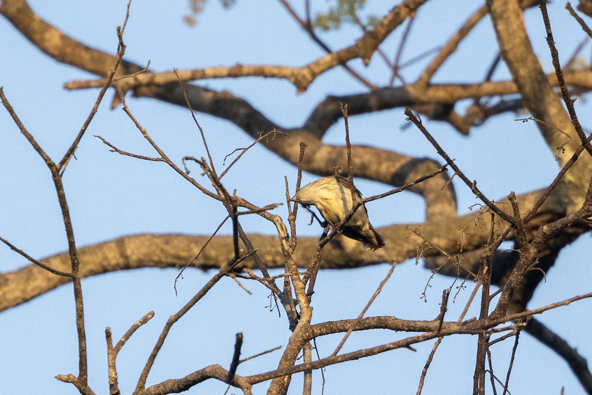 Thick-billed Flowerpecker (Indian) - ML617961857