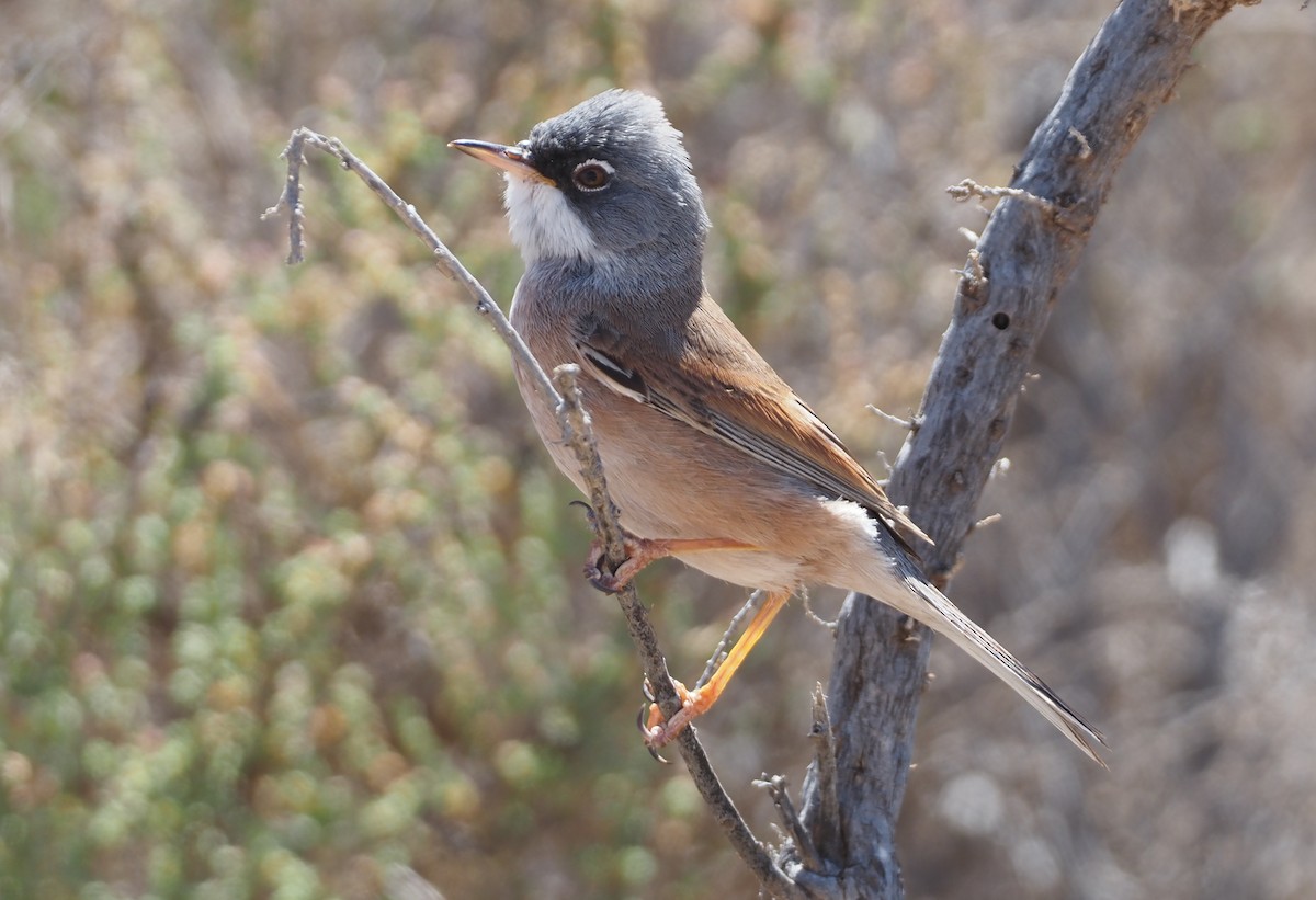 Spectacled Warbler - ML617961863