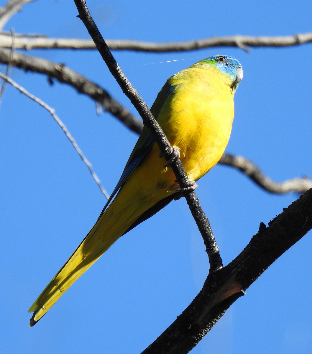 Turquoise Parrot - ML617961876