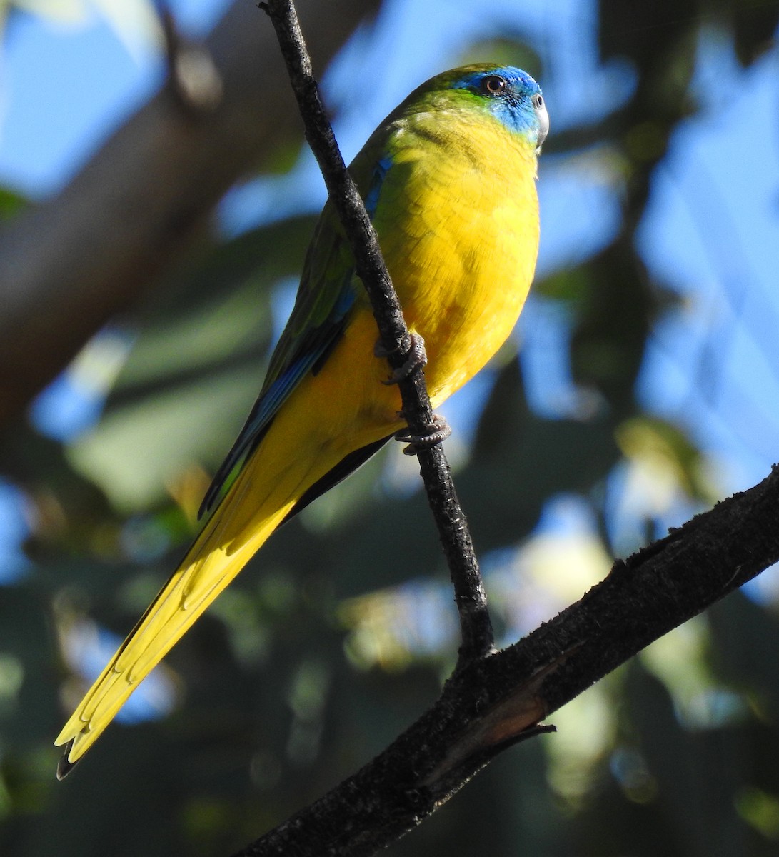 Turquoise Parrot - ML617961877