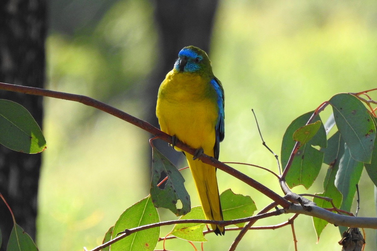 Turquoise Parrot - ML617961878