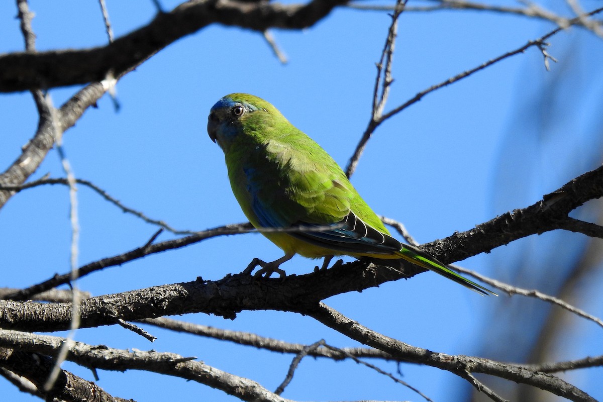 Turquoise Parrot - ML617961879