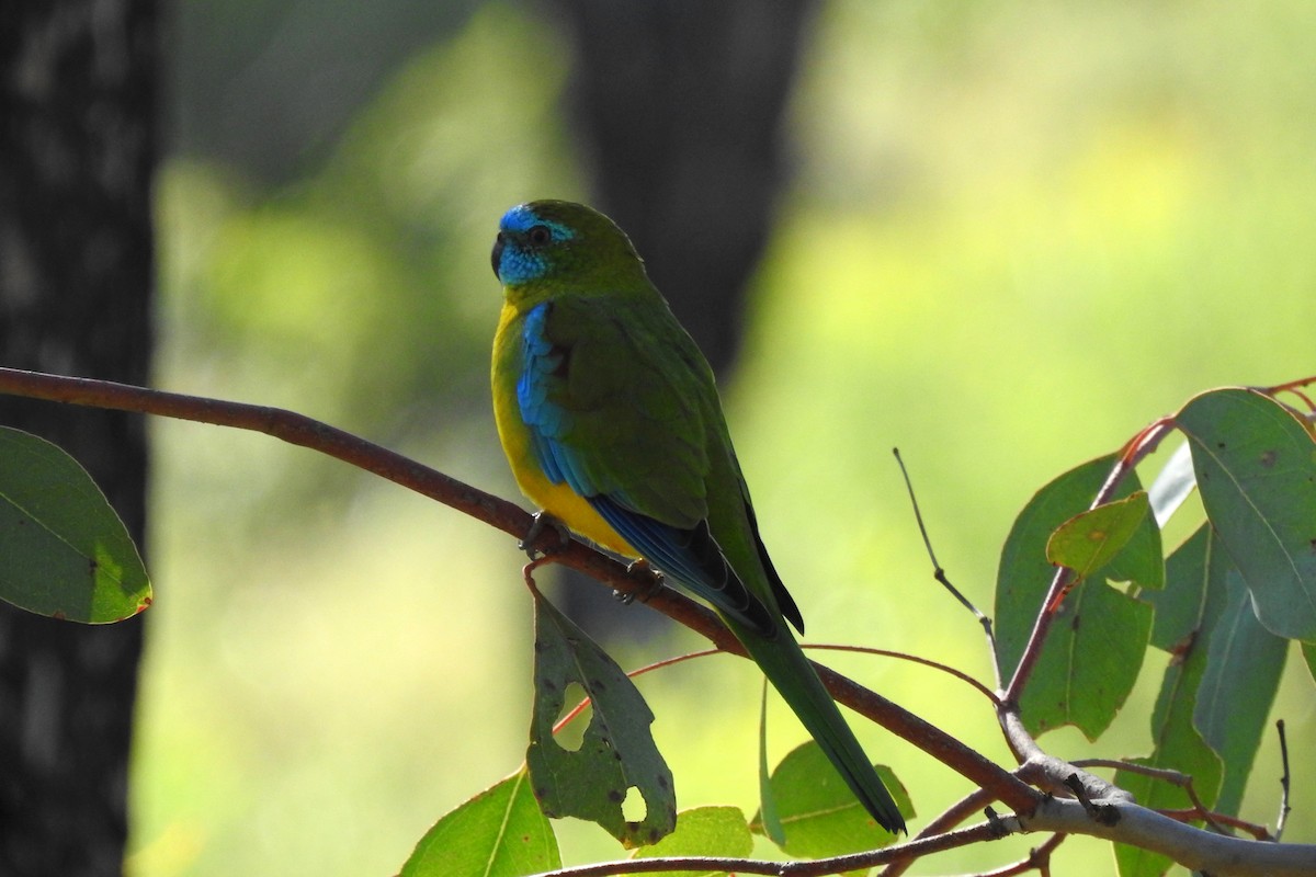 Turquoise Parrot - ML617961882