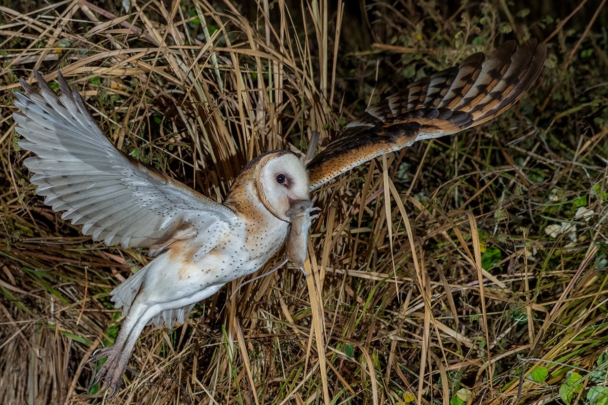 Australasian Grass-Owl - ML617961887