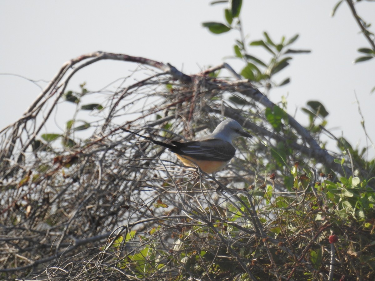 Scissor-tailed Flycatcher - Mark Shaver