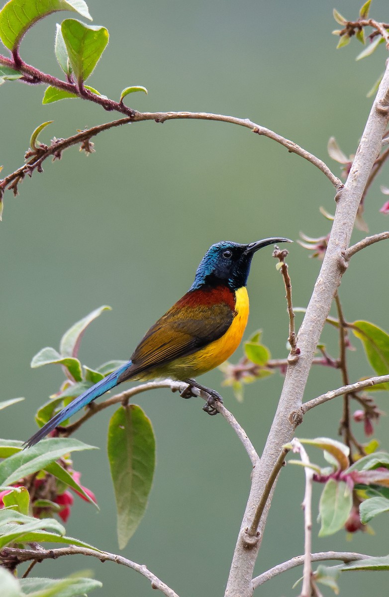 Green-tailed Sunbird - Gourab Banerjee