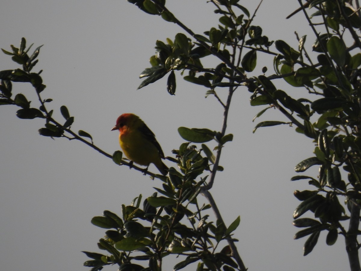 Western Tanager - ML617961941