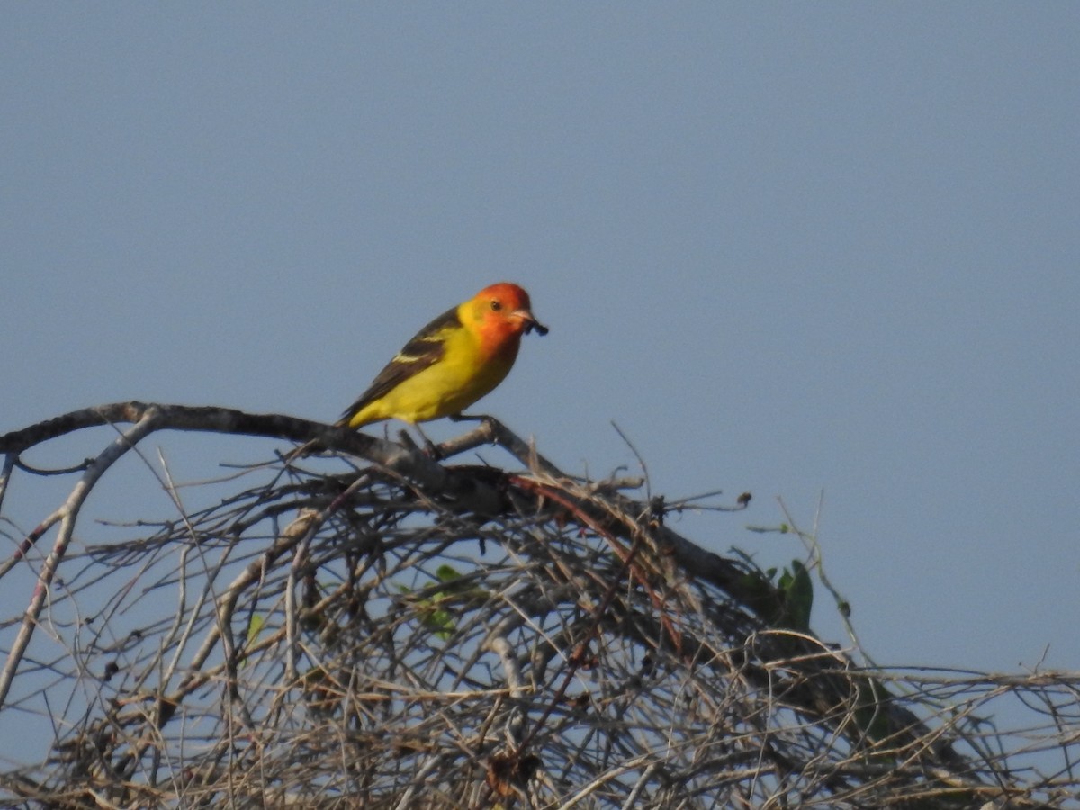 Western Tanager - ML617961945