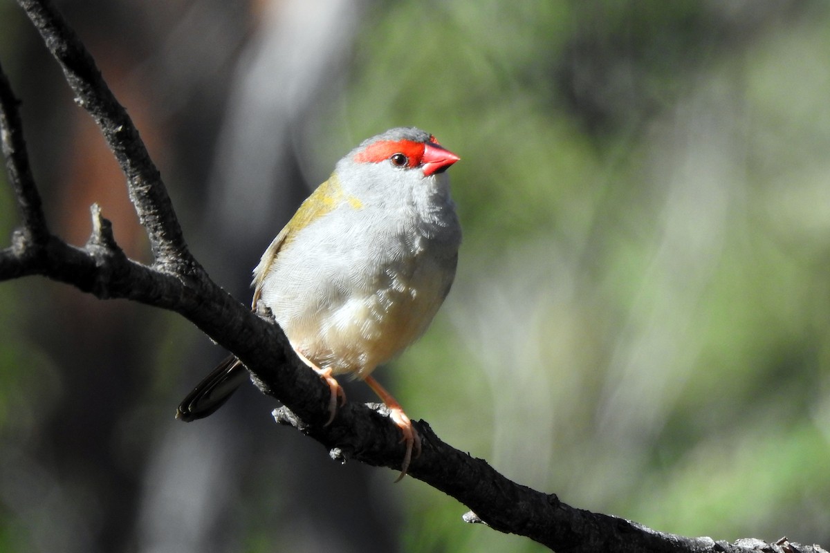 Red-browed Firetail - ML617961959