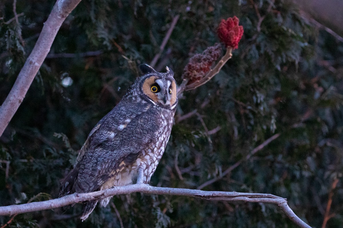 Long-eared Owl - ML617961979