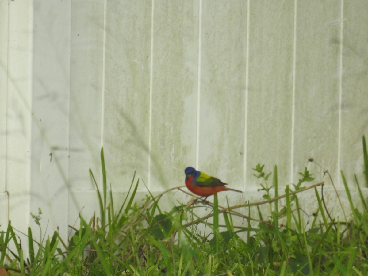 Painted Bunting - Mark Shaver