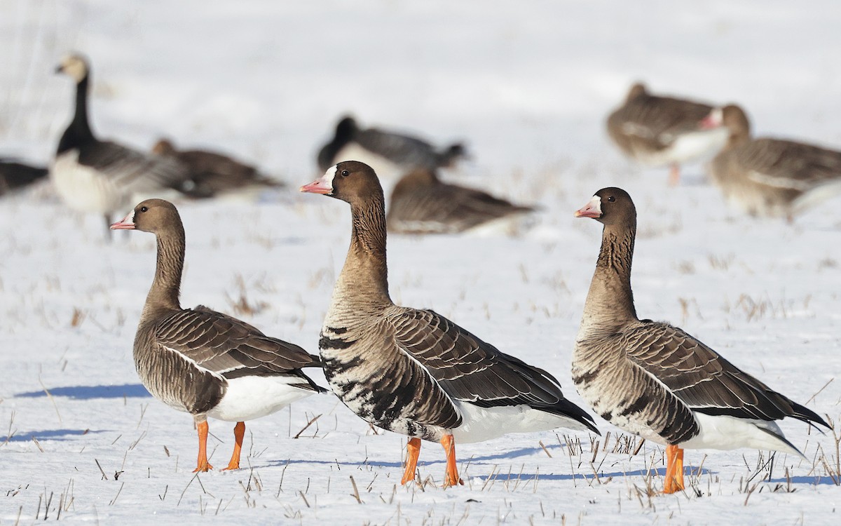Greater White-fronted Goose - ML617962001