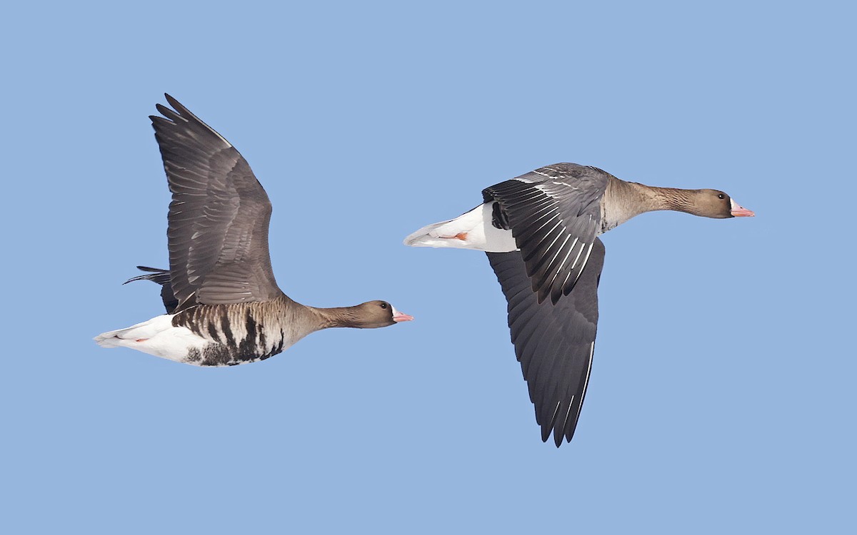 Greater White-fronted Goose - ML617962005