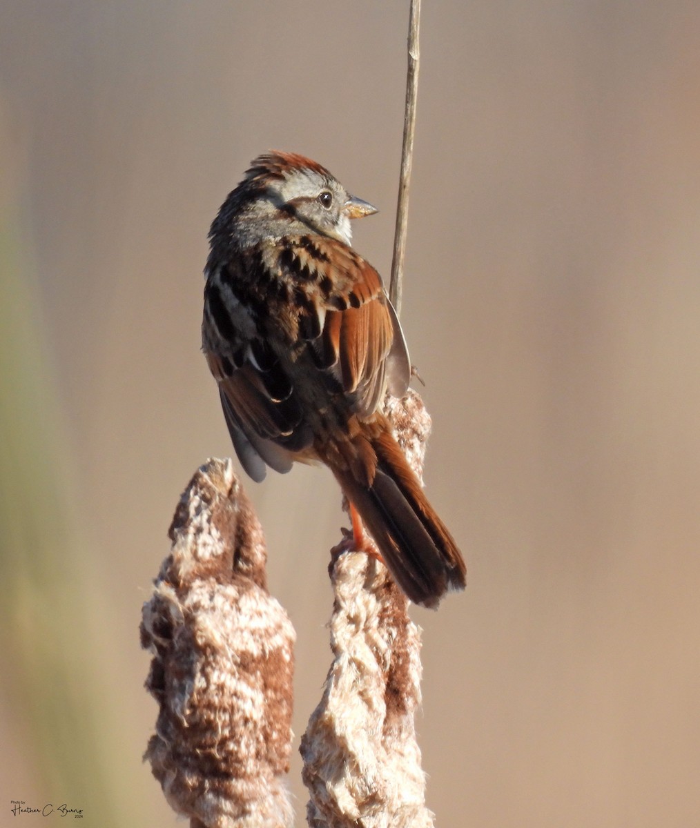 Swamp Sparrow - Heather Burns