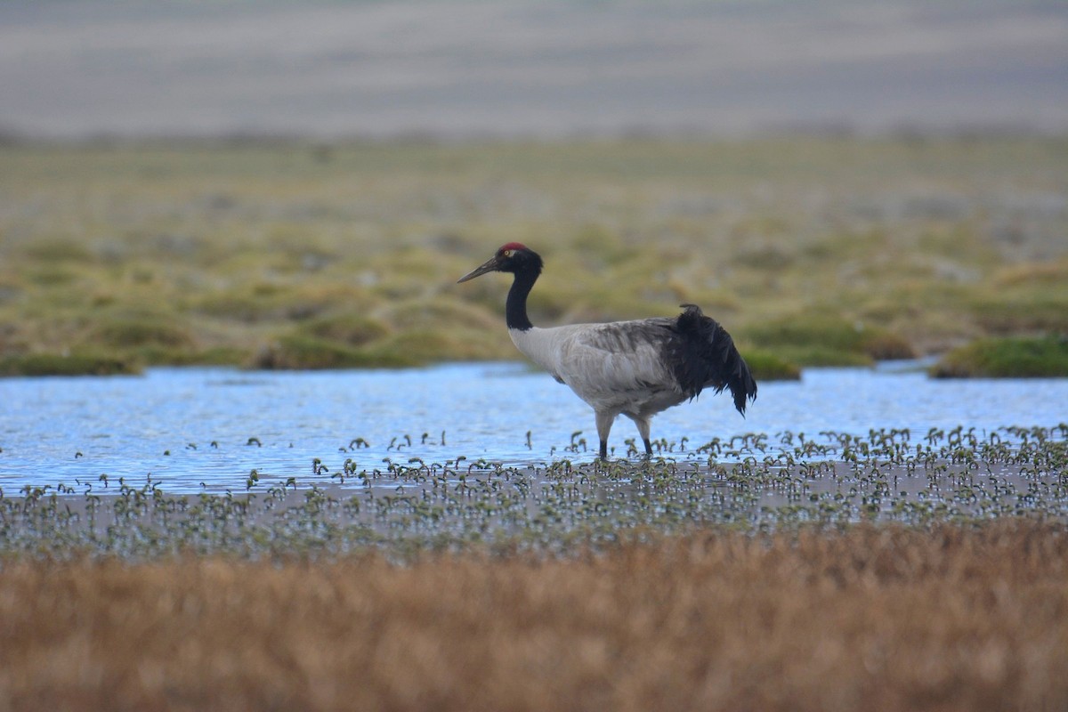 Black-necked Crane - Bhargav P