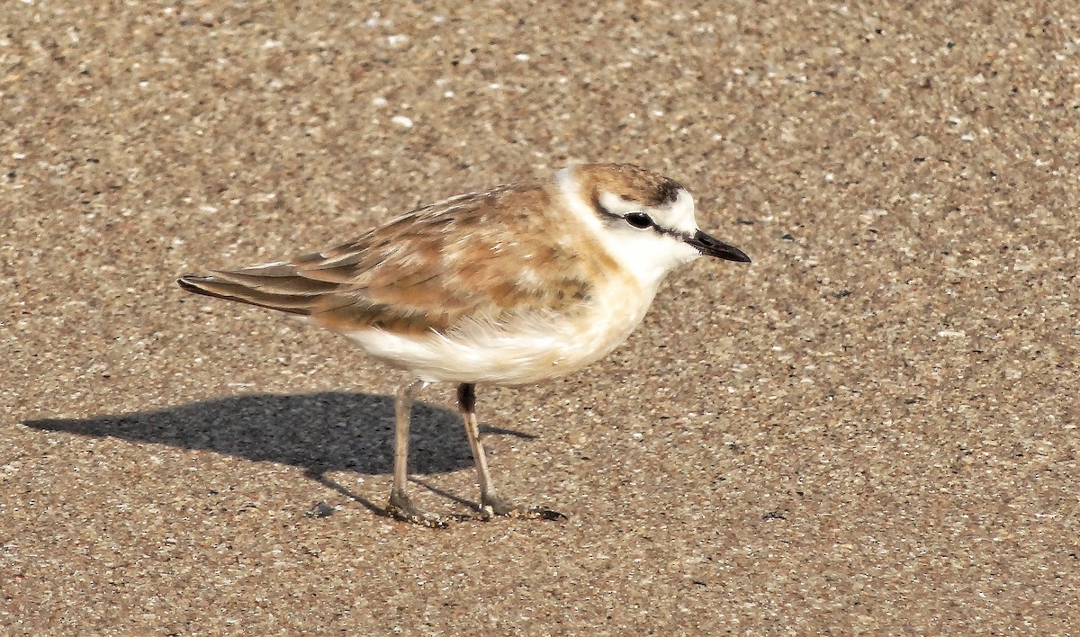 White-fronted Plover - ML617962060