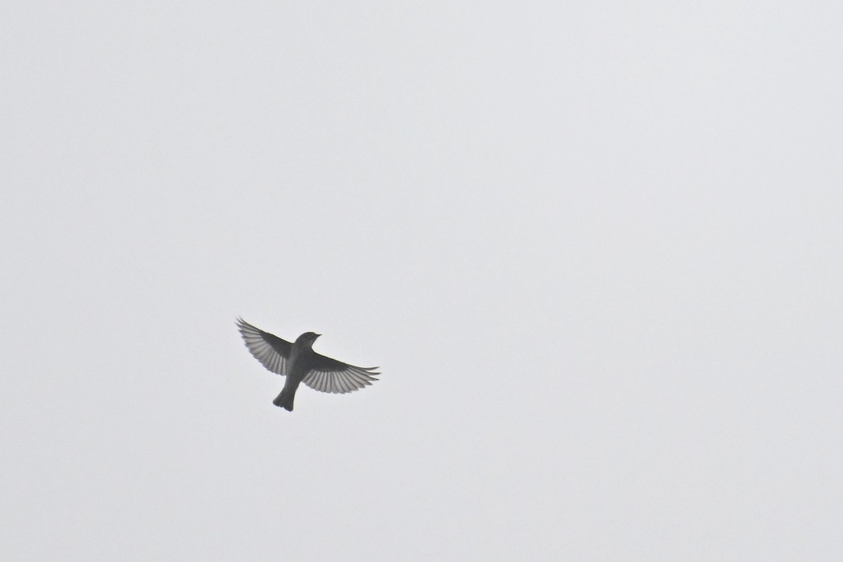 Gray-streaked Flycatcher - ML617962096