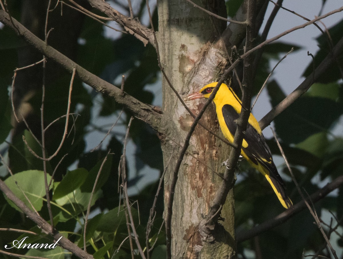 Indian Golden Oriole - ML617962168