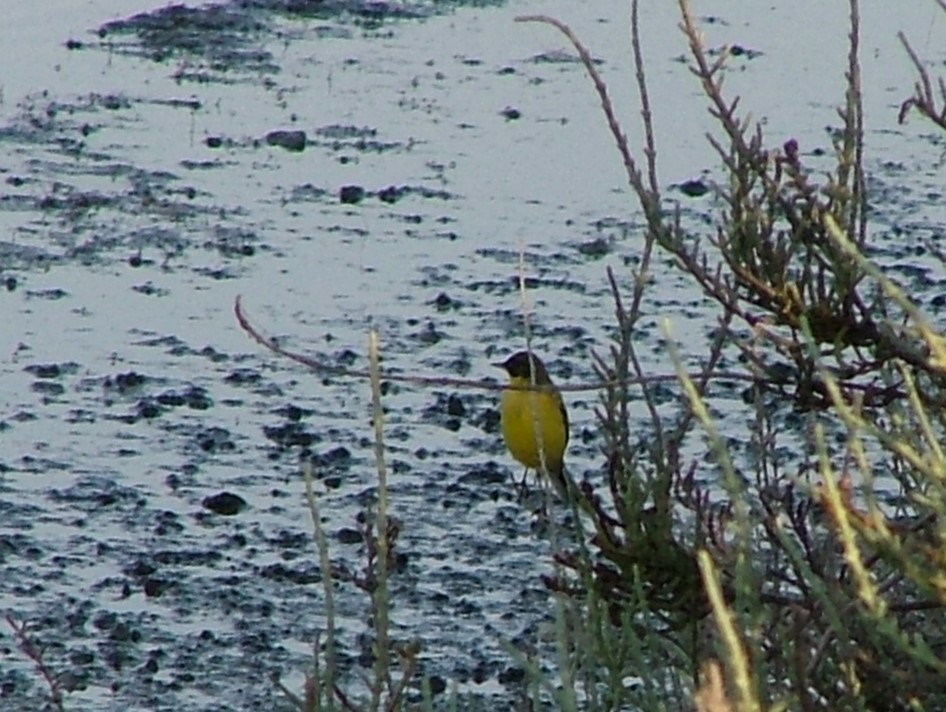 Western Yellow Wagtail (thunbergi) - ML617962173