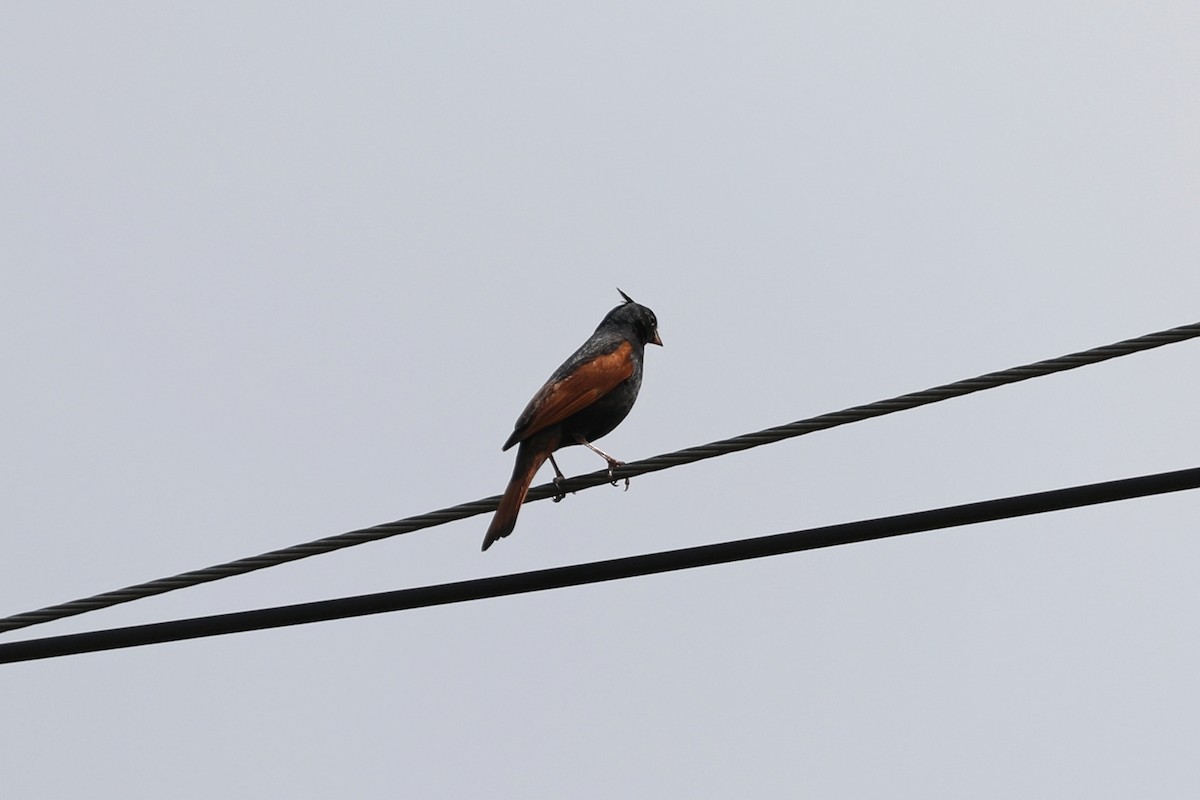 Crested Bunting - ML617962187