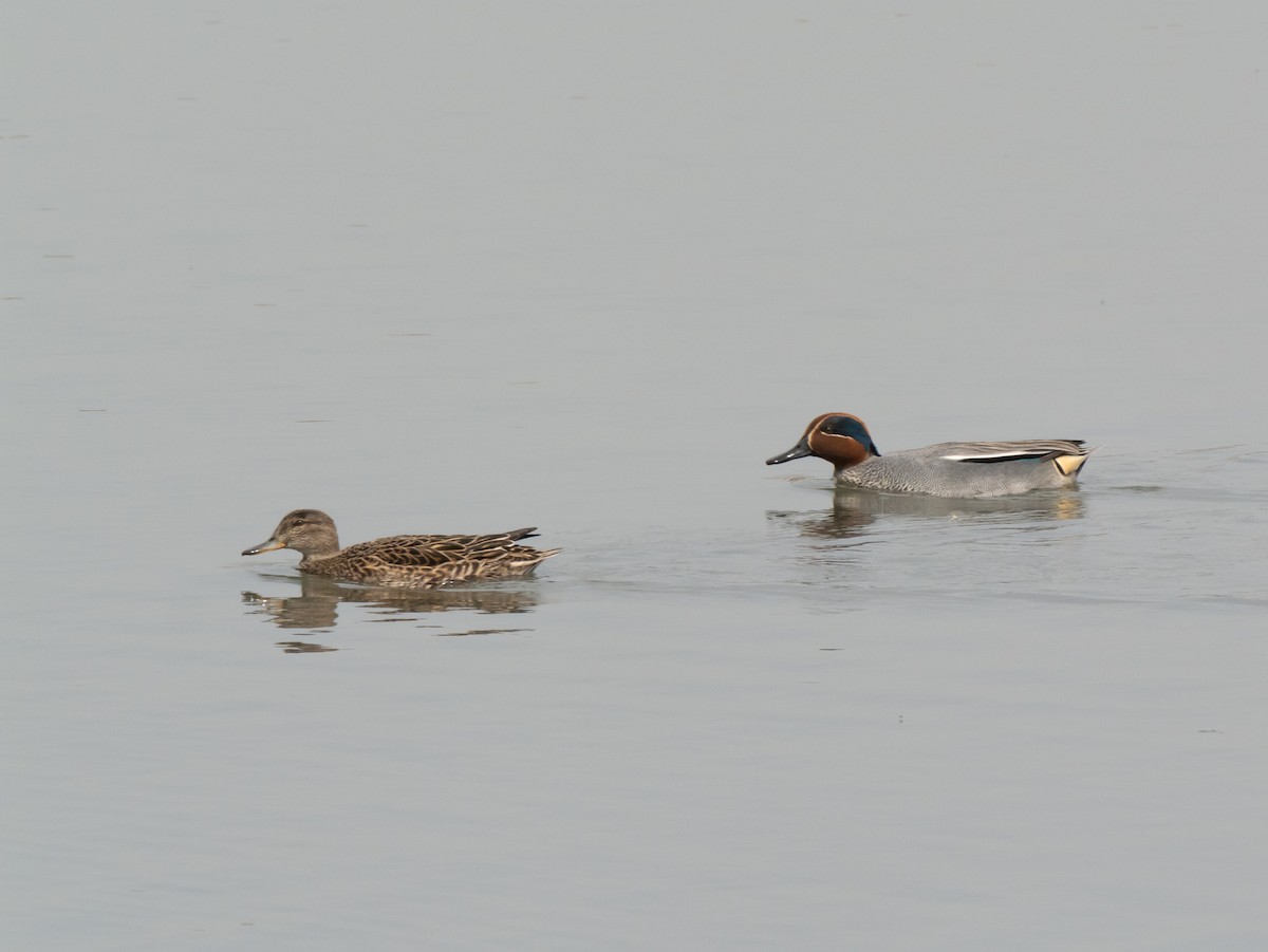 Green-winged Teal - ML617962218