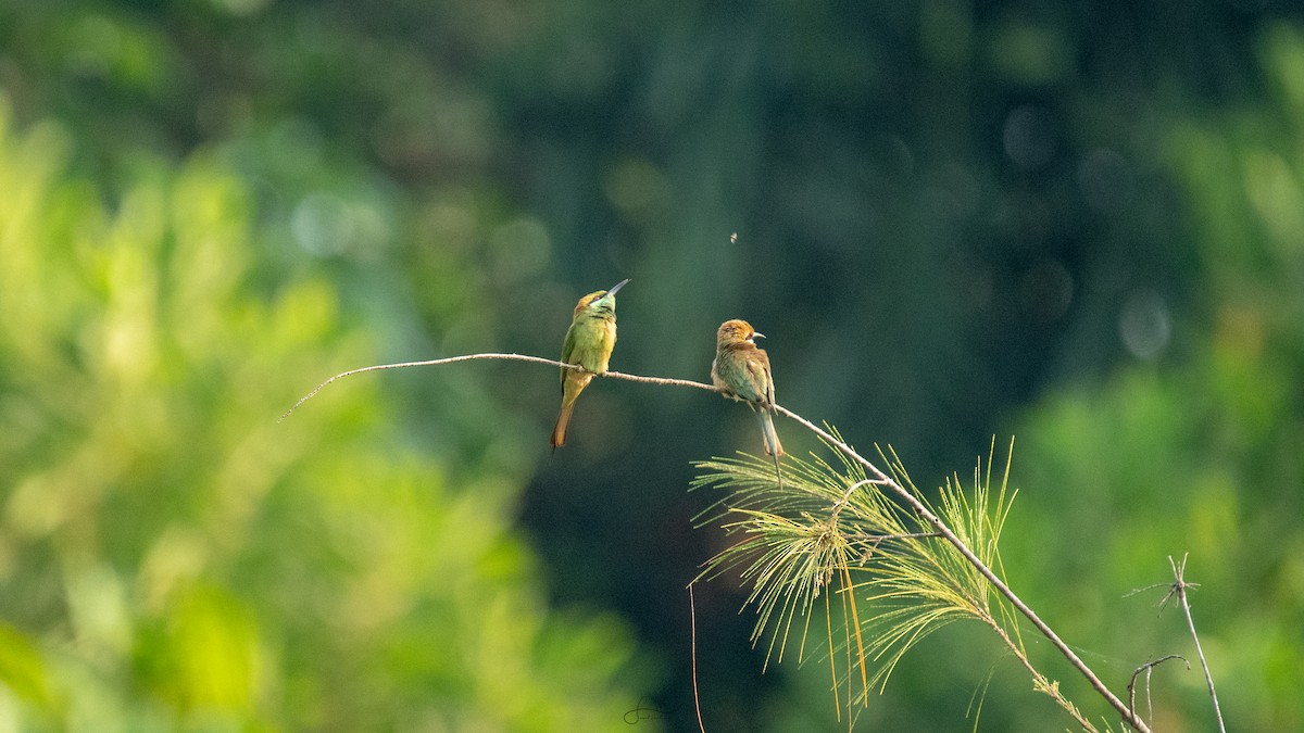 Asian Green Bee-eater - ML617962239