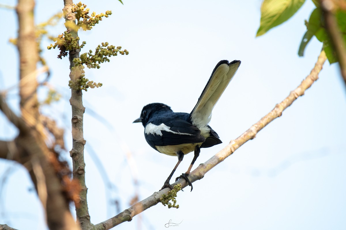Oriental Magpie-Robin - Faisal Fasaludeen