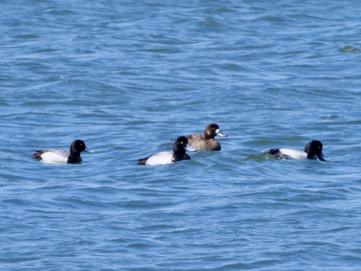 Greater/Lesser Scaup - ML617962305