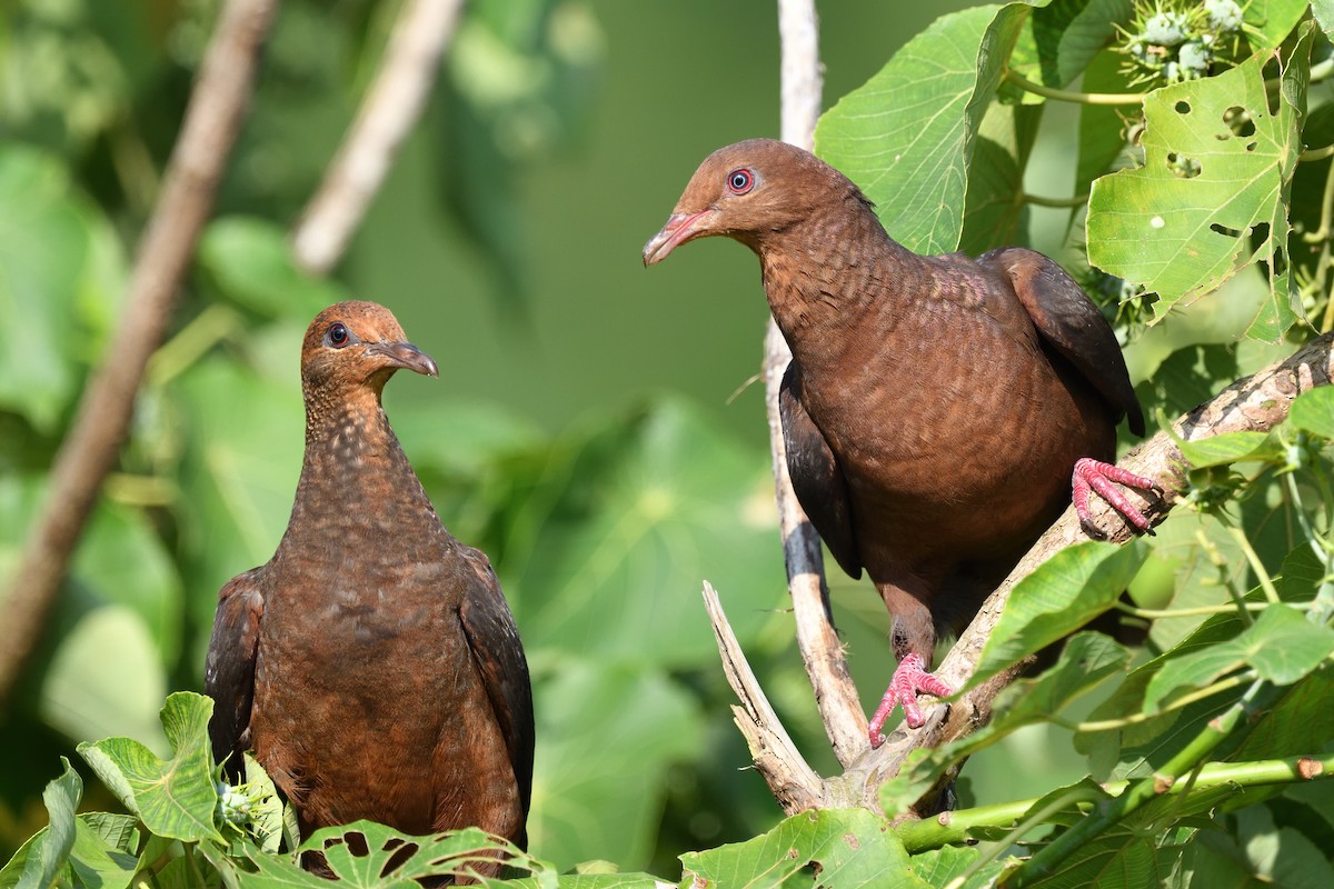 Philippine Cuckoo-Dove - ML617962306