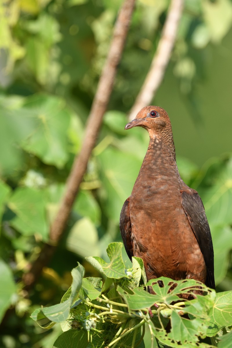 Philippine Cuckoo-Dove - ML617962307
