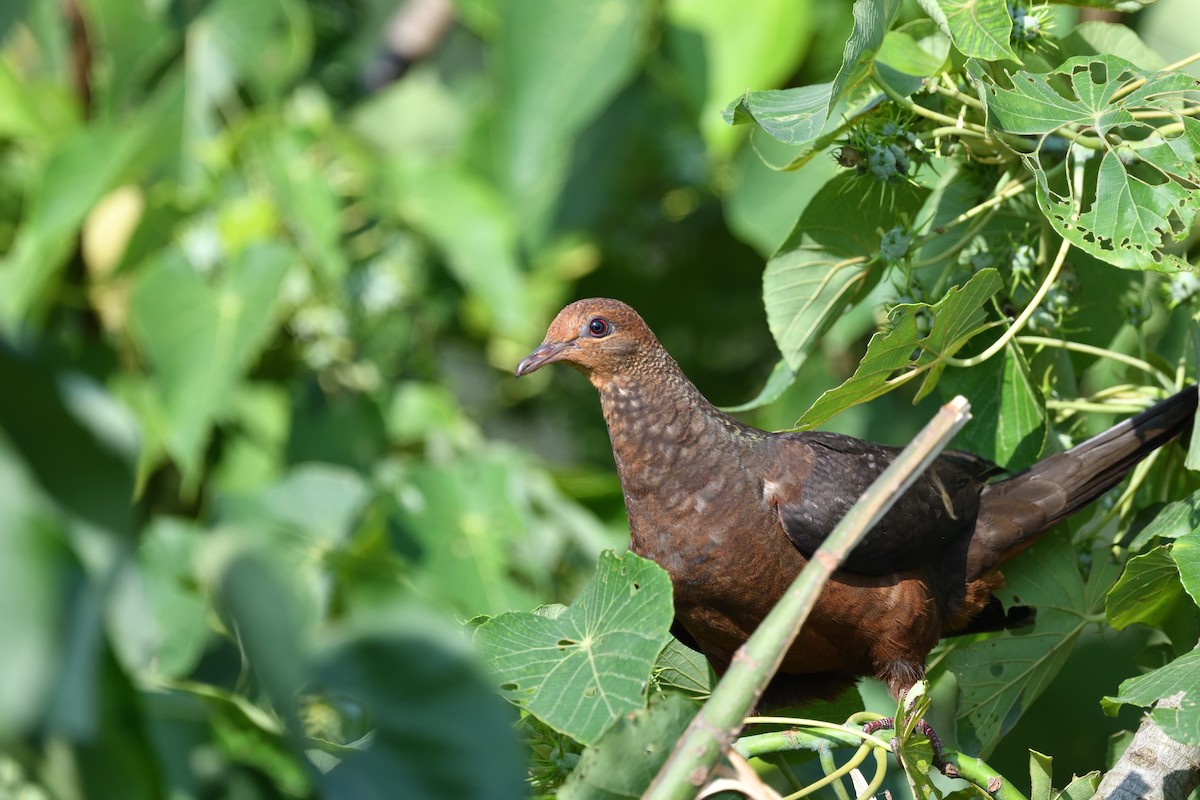 Philippine Cuckoo-Dove - ML617962308