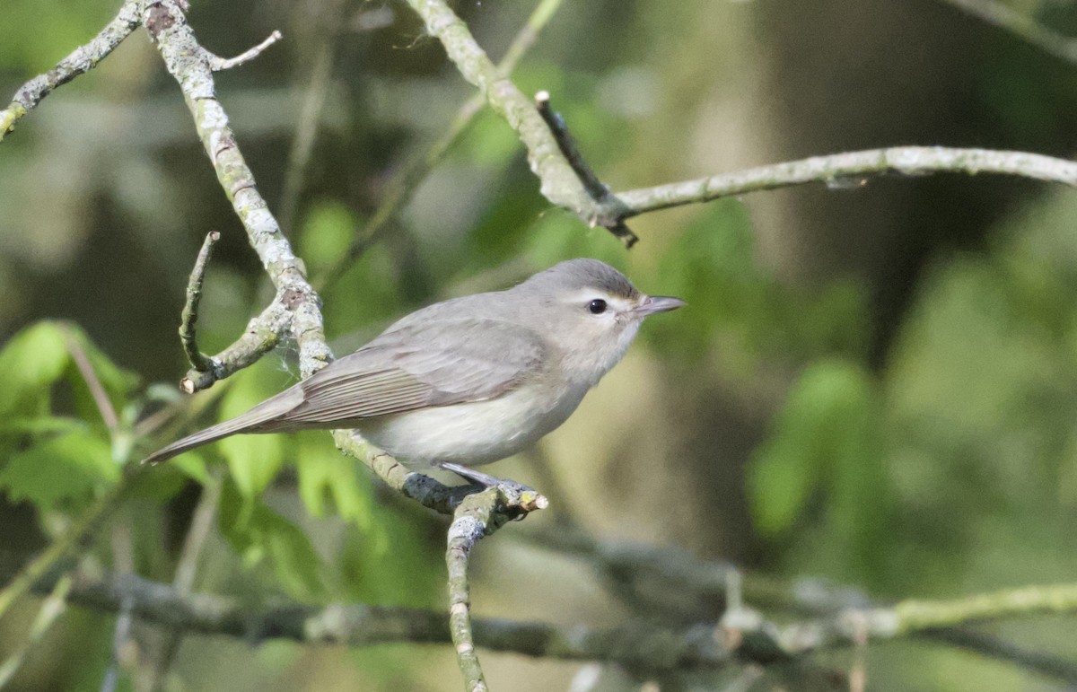 eBird Checklist 25 Apr 2024 Hebron Fish Hatchery and Wetlands 73