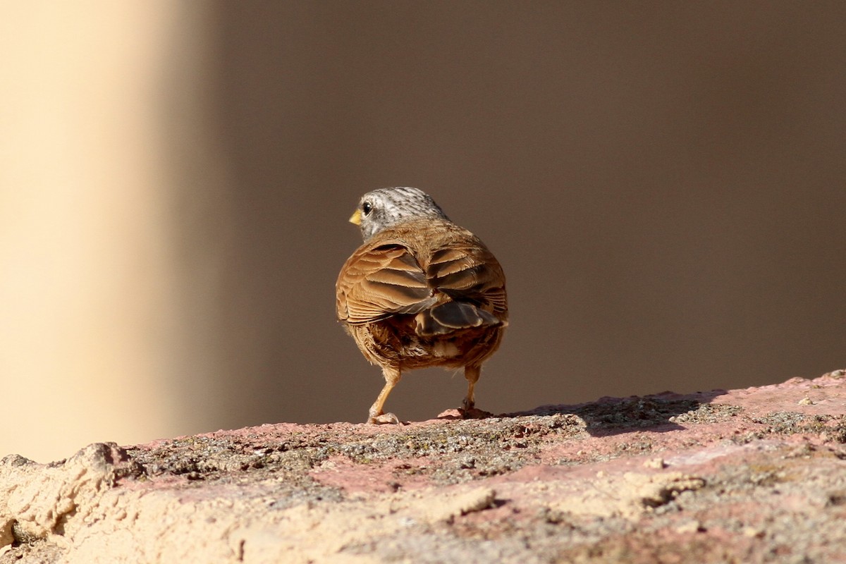 House Bunting - Octave Pajot