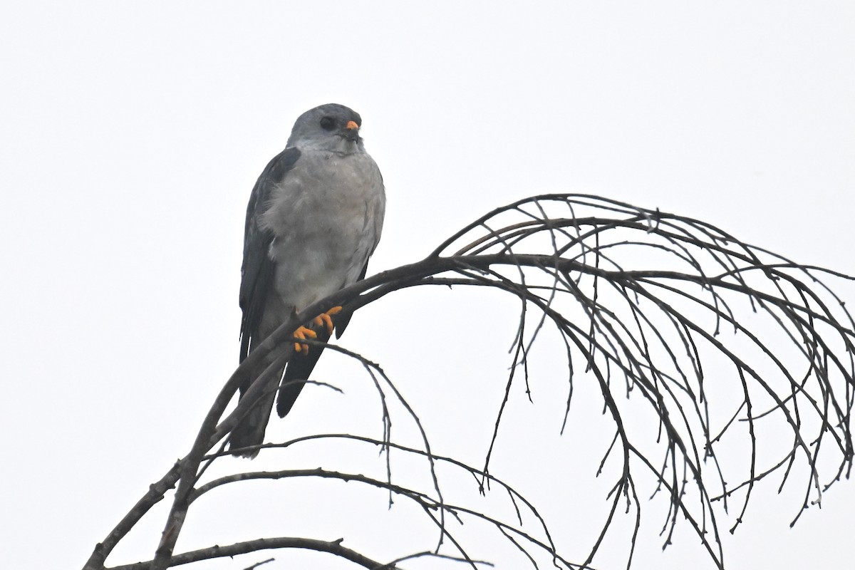 Chinese Sparrowhawk - ML617962430