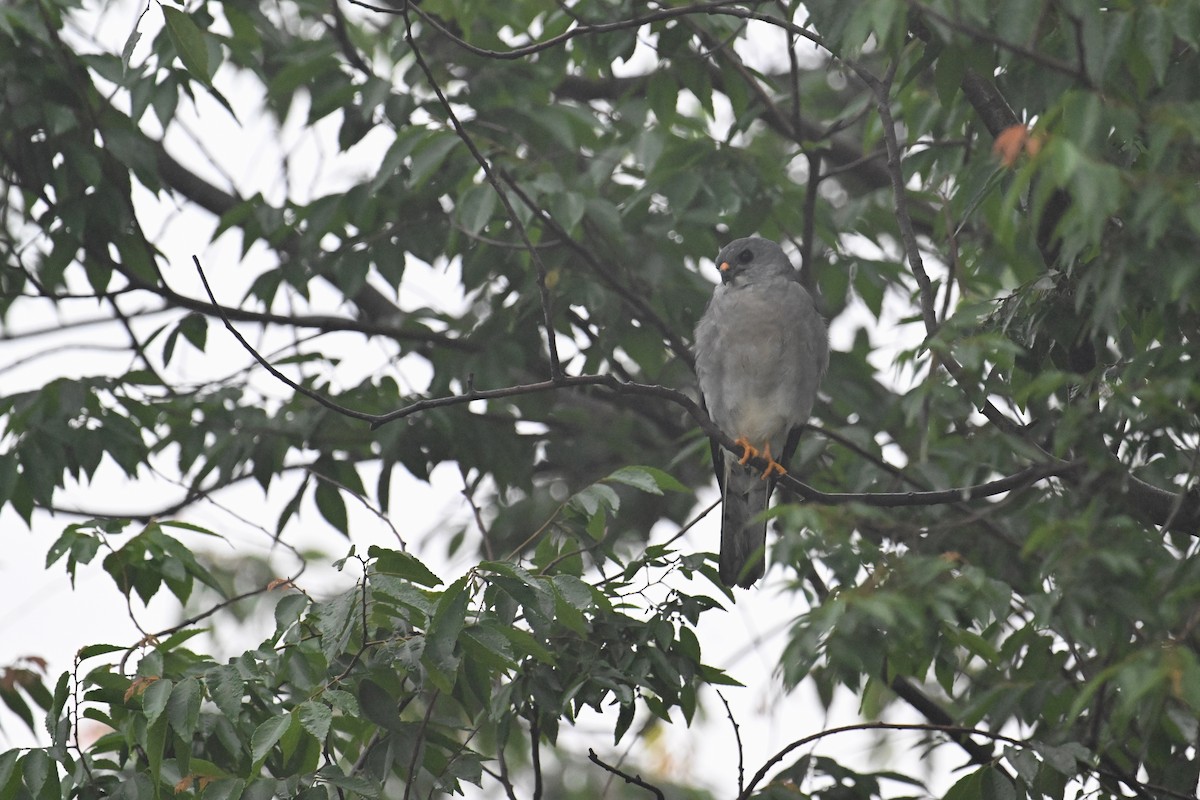 Chinese Sparrowhawk - Ting-Wei (廷維) HUNG (洪)