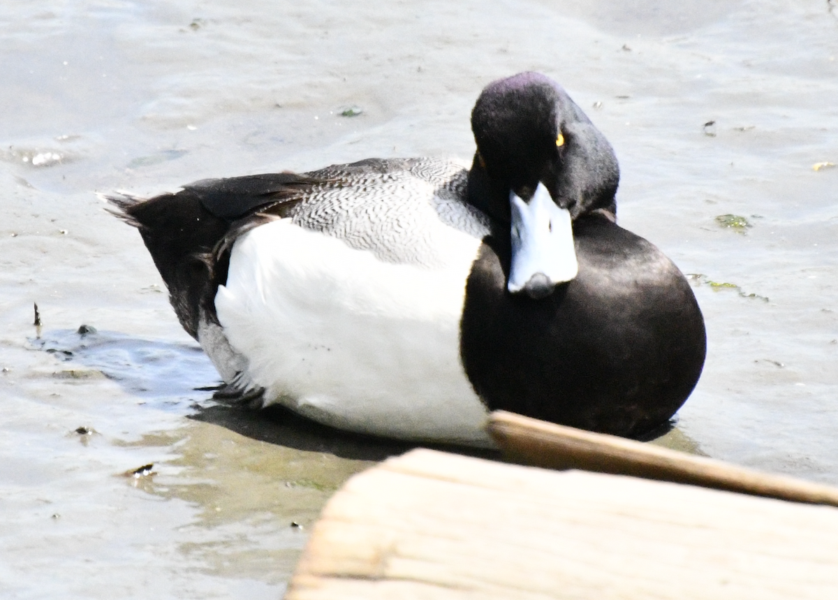 Greater Scaup - ML617962454