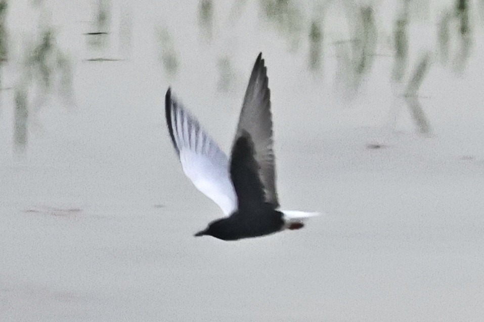 White-winged Tern - ML617962480
