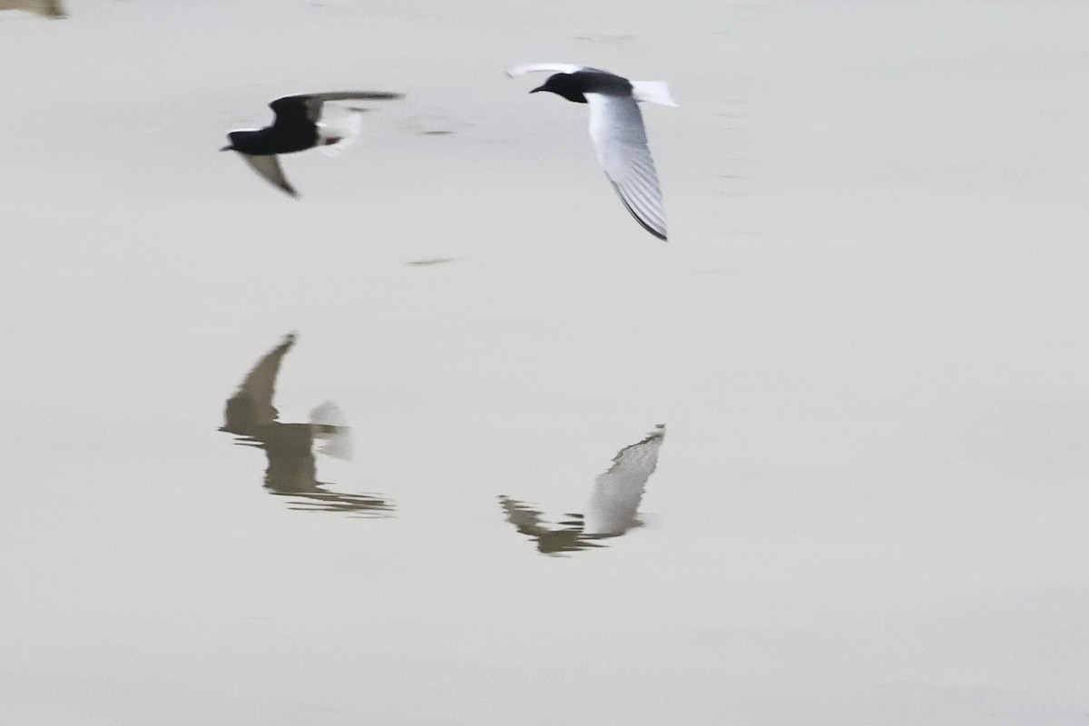 White-winged Tern - ML617962481
