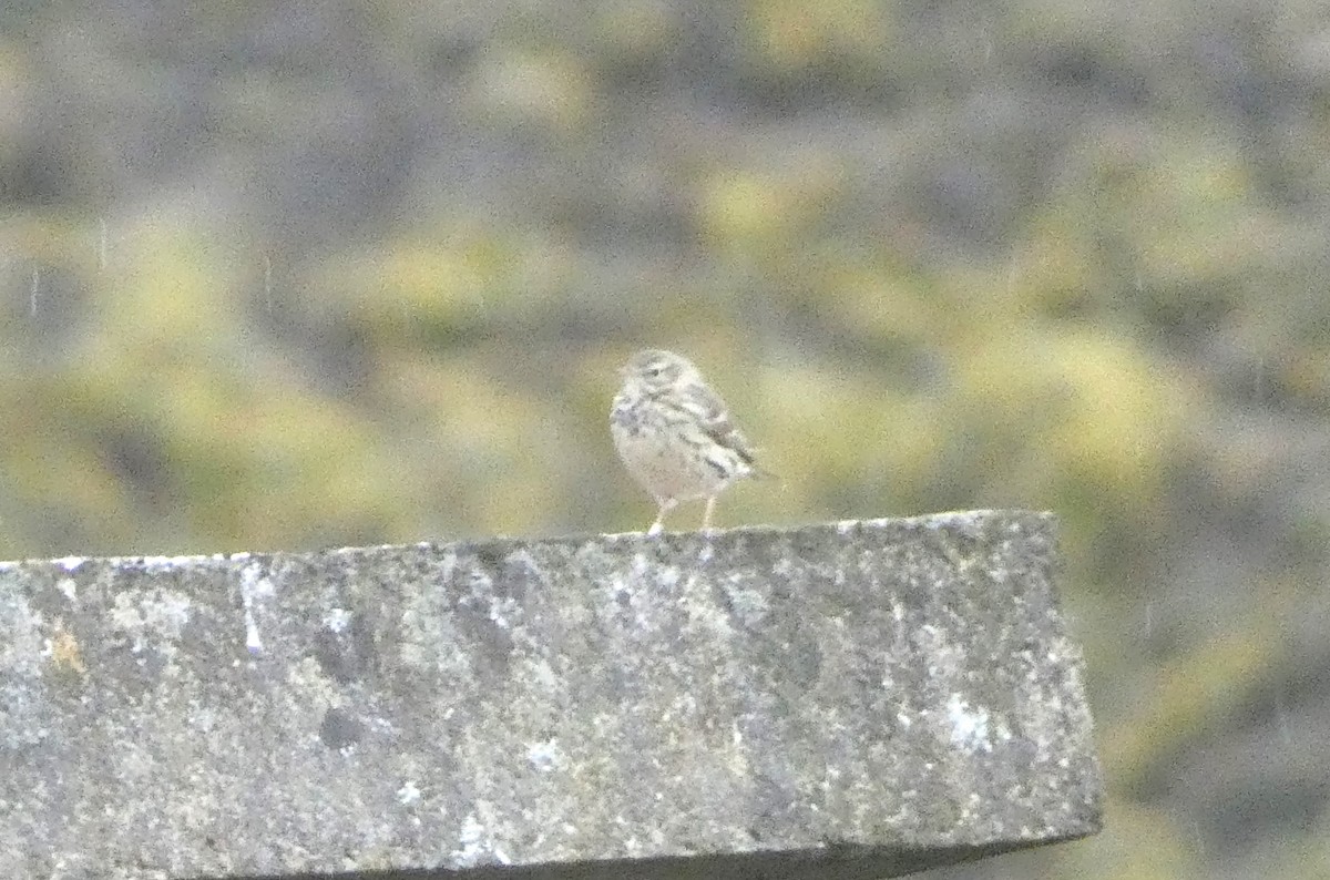 Meadow Pipit - ML617962493