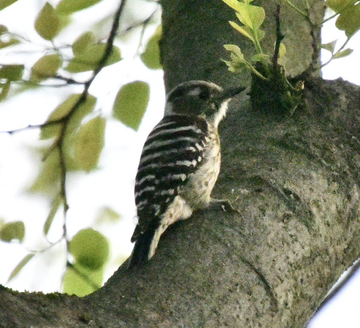 Japanese Pygmy Woodpecker - ML617962494