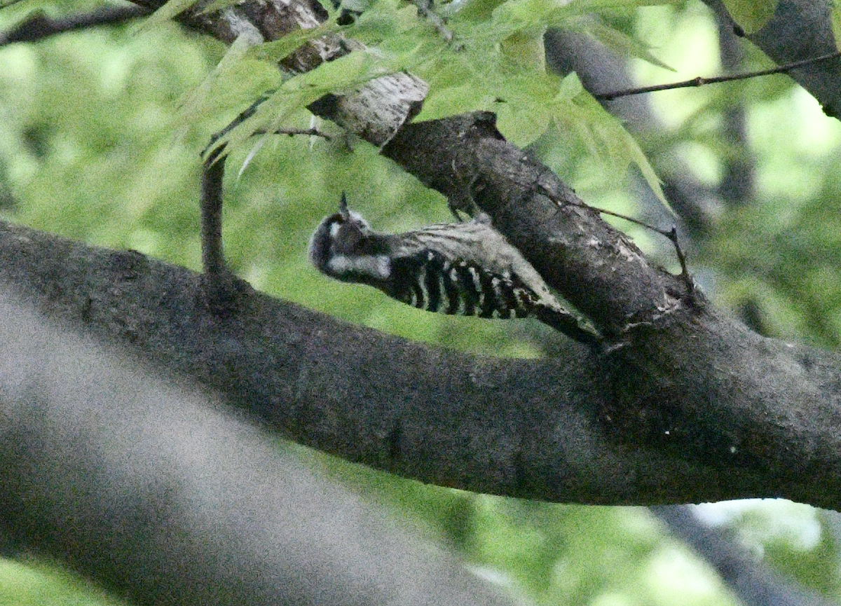 Japanese Pygmy Woodpecker - ML617962497