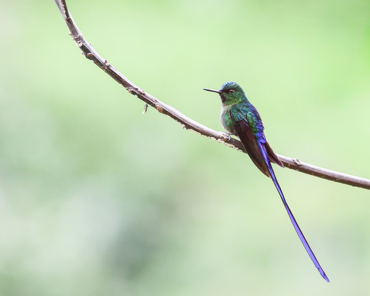 Violet-tailed Sylph - ML617962508