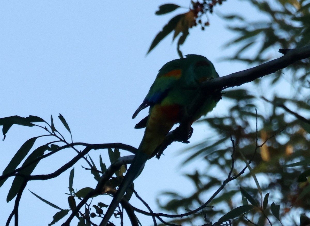 Разноцветный попугайчик - ML617962536