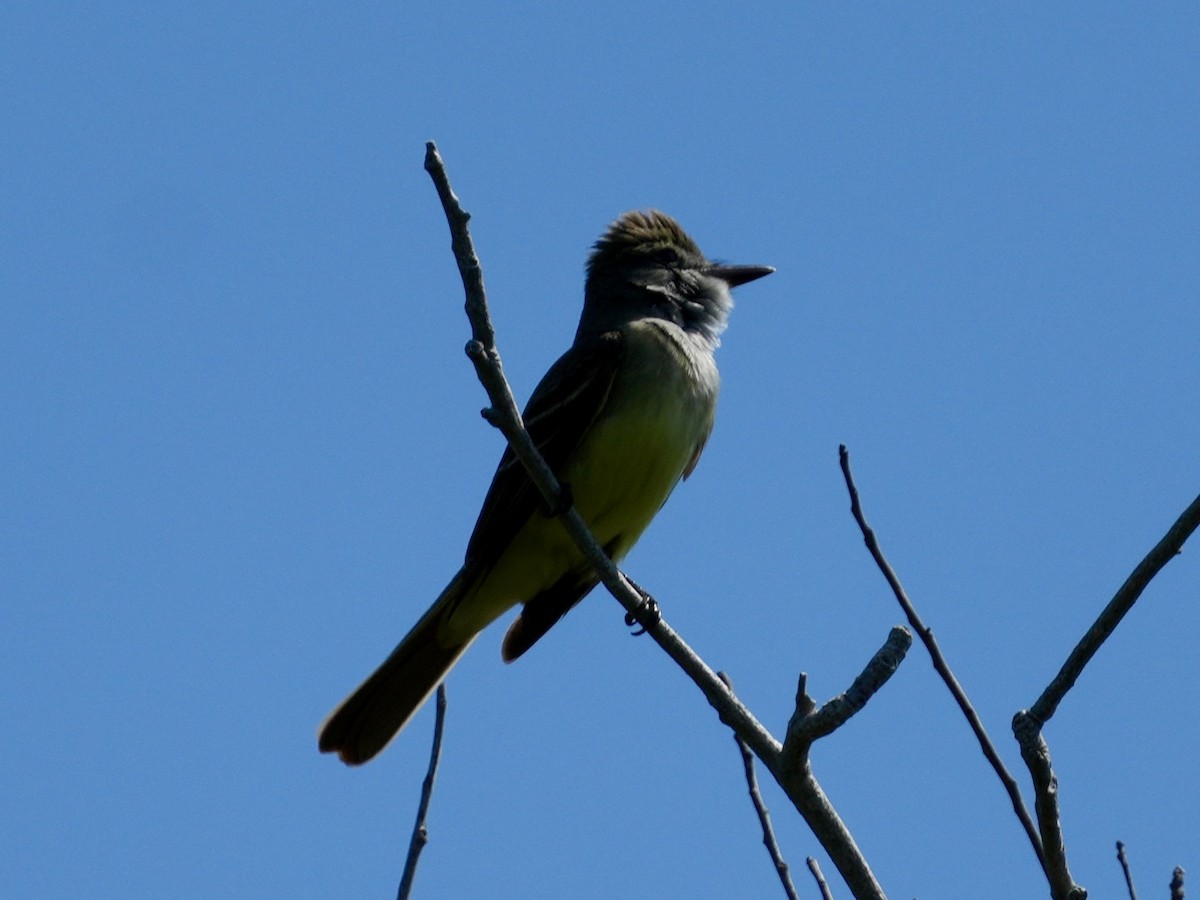 Great Crested Flycatcher - Tami Reece