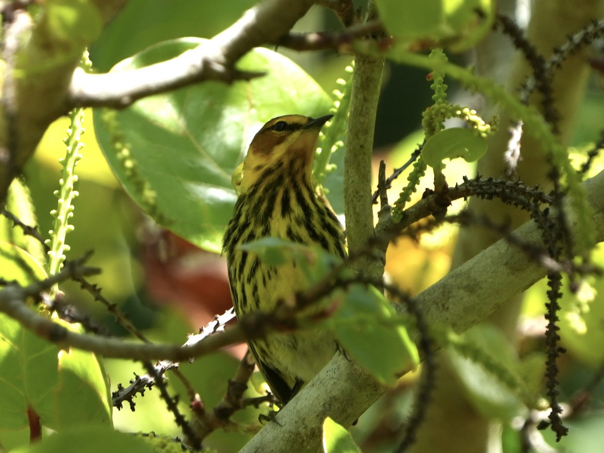 Cape May Warbler - ML617962569