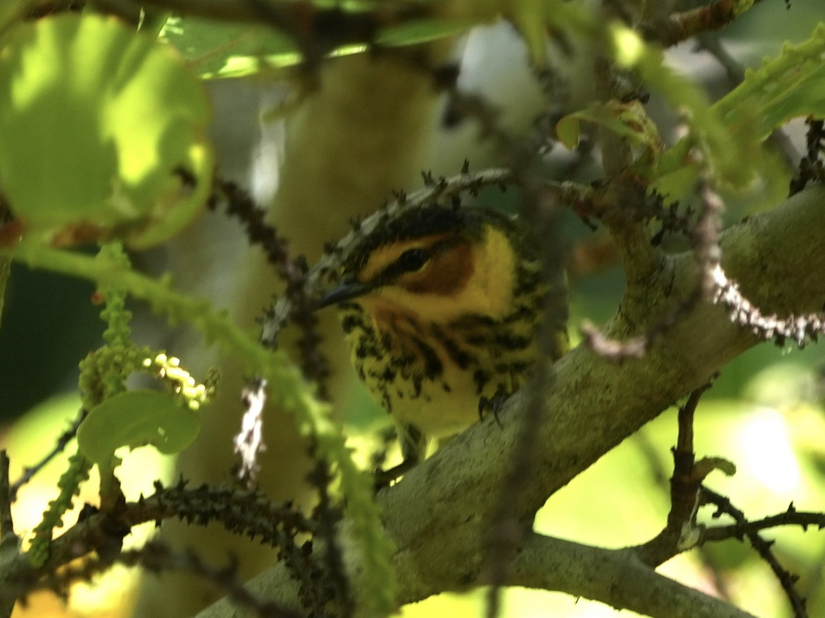 Cape May Warbler - ML617962570