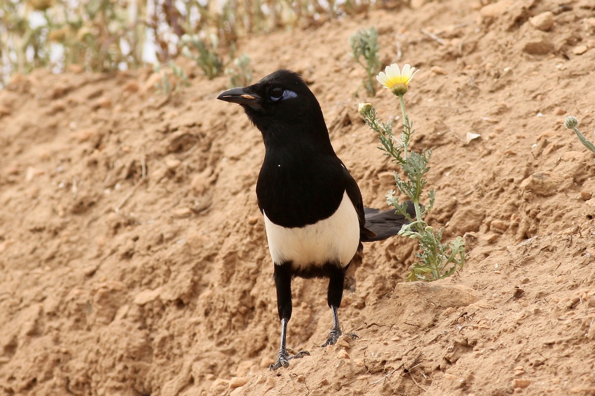 Maghreb Magpie - ML617962576
