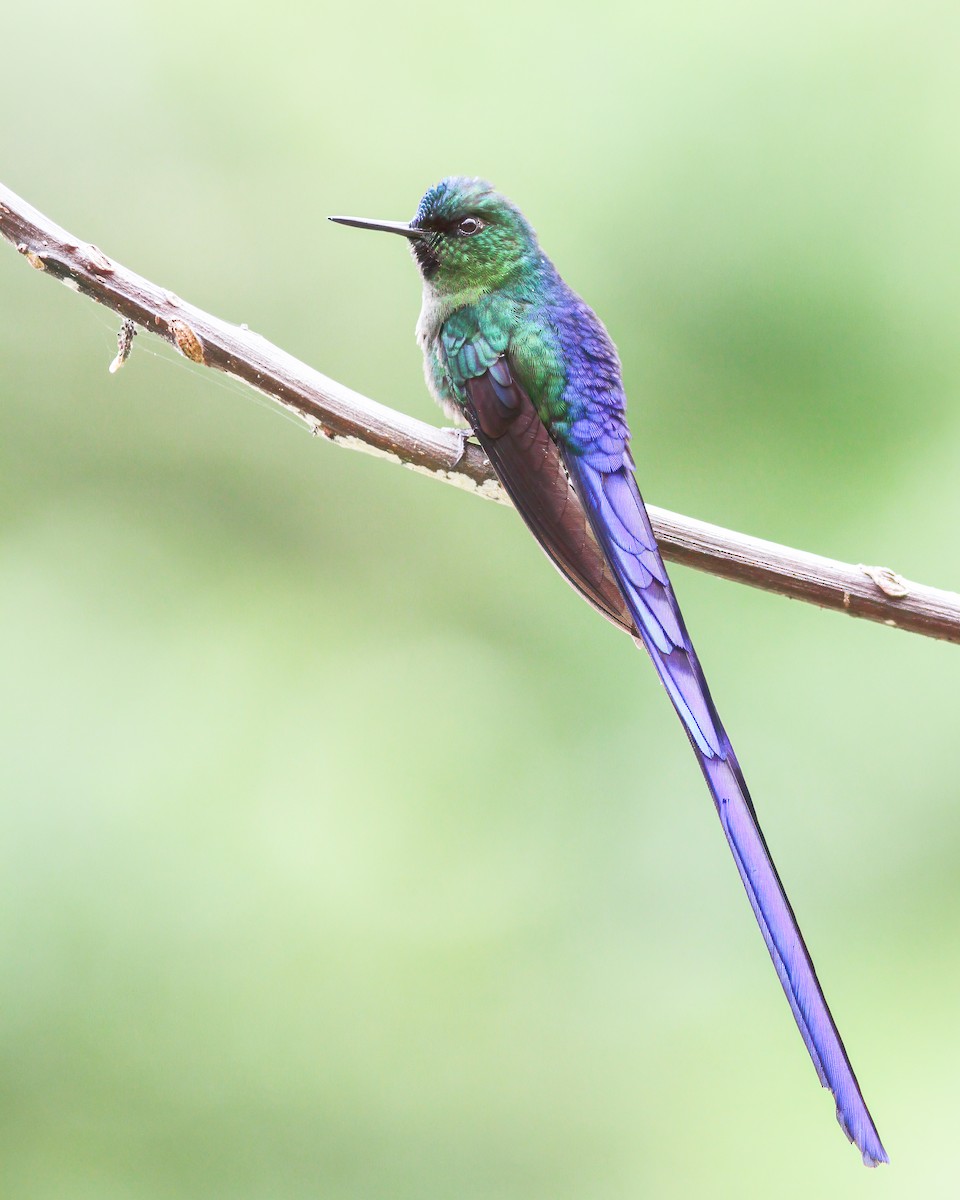 Violet-tailed Sylph - ML617962594