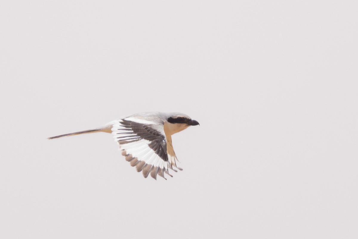 Great Gray Shrike (Sahara) - Yann Muzika
